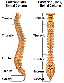 normal_spine